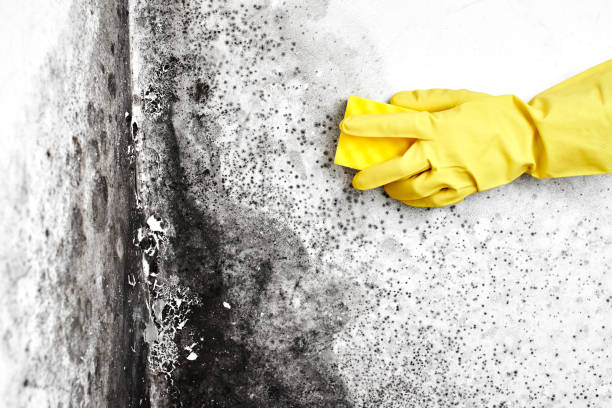 Best Mold Remediation for Healthcare Facilities  in Twin City, GA